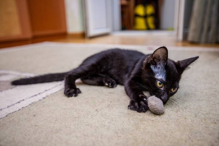 猫と暮らすなら『避けたほうがいい床』4つ　起こりやすいトラブルや安全を守るコツ