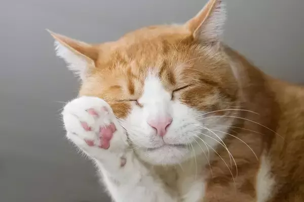 猫にまつわる『基礎知識』4選　平均寿命や習性などの特徴から意外な能力までご紹介