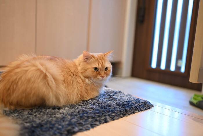 猫にまつわる『基礎知識』4選　平均寿命や習性などの特徴から意外な能力までご紹介