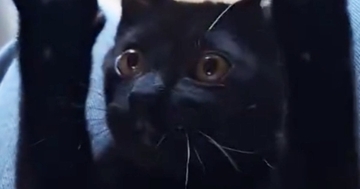 子猫の頃の遊びを『大きくなった猫』に試してみたら…ずっと見ていたくなる光景に14万いいね「可愛すぎて泣ける」「寿命伸びた」と悶絶の声