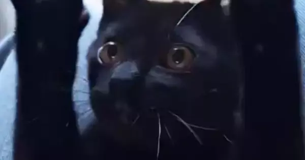 子猫の頃の遊びを『大きくなった猫』に試してみたら…ずっと見ていたくなる光景に14万いいね「可愛すぎて泣ける」「寿命伸びた」と悶絶の声