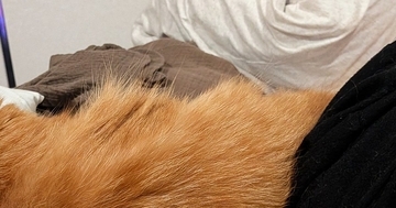 布団で寝ていた猫、頭の位置を見てみると…まるで人間のような『まさかの光景』に6万いいね「もうほぼ人じゃん」「ちゃっかり使うよねｗ」