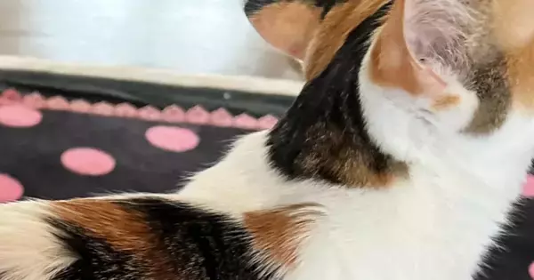 実家の猫をふと見たら、『背中にもう1匹いる』ことに気がついて…SNSにあげると→「ほんとだーすごい」「三毛が三毛を背負ってる」と２万いいね