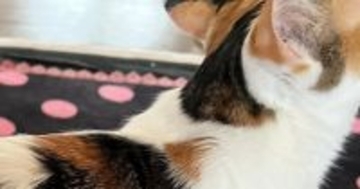 実家の猫をふと見たら、『背中にもう1匹いる』ことに気がついて…SNSにあげると→「ほんとだーすごい」「三毛が三毛を背負ってる」と２万いいね