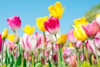 猫の命に関わる『危険な春の花』5選　誤飲時にあらわれる症状やリスクを解説