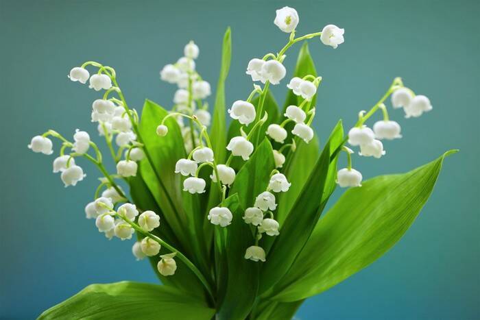 猫の命に関わる『危険な春の花』5選　誤飲時にあらわれる症状やリスクを解説