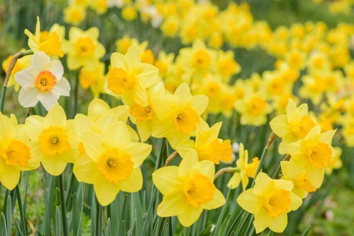 猫の命に関わる『危険な春の花』5選　誤飲時にあらわれる症状やリスクを解説