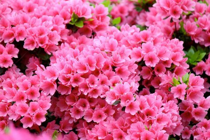 猫の命に関わる『危険な春の花』5選　誤飲時にあらわれる症状やリスクを解説