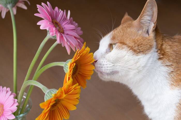 猫の命に関わる『危険な春の花』5選　誤飲時にあらわれる症状やリスクを解説