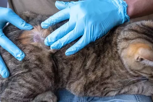 猫に『脱毛』がみられるときの原因6つ　病気の可能性や取るべき対処法も解説