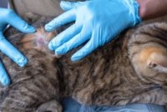 猫に『脱毛』がみられるときの原因6つ　病気の可能性や取るべき対処法も解説