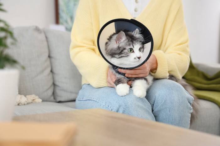 猫に『脱毛』がみられるときの原因6つ　病気の可能性や取るべき対処法も解説