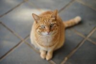 猫からあなたに『頼みごとがある』ときのサイン5つ　要求を見分けるコツや適切な対処法も解説