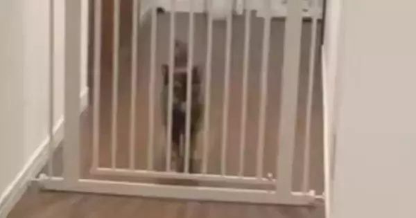 お留守番していた猫→『大好きな飼い主』が帰ってくると…嬉しさが伝わる『熱烈大歓迎』が53万表示「人生で一度は体験したい」「たまらんな」