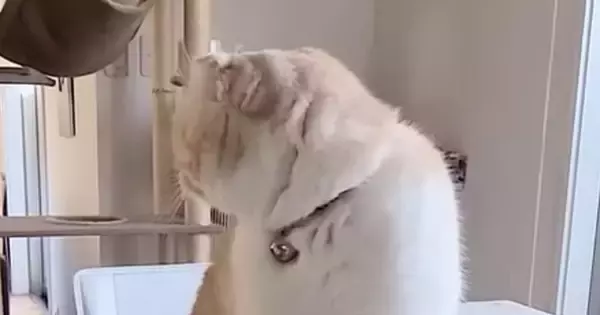 朝起きて猫に話しかけてみたら→返事をしてくれて…ほっこりするやり取りが188万再生「本当に会話しているみたいｗ」「ワォ〜ンかわいいｗ」