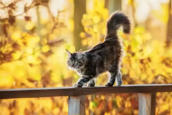 「英国でもっとも活動的な猫」は、月に33キロも歩く！　GPS追跡記録から、猫たちの移動距離が判明