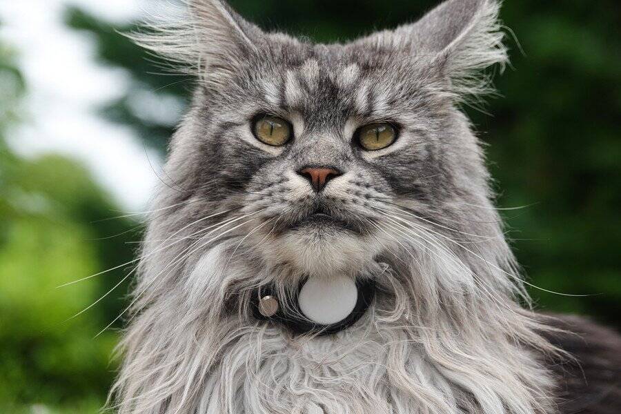 「英国でもっとも活動的な猫」は、月に33キロも歩く！　GPS追跡記録から、猫たちの移動距離が判明