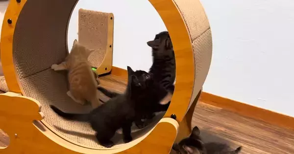 『キャットホイール』を設置したら、子猫たちが集まってきて…微笑ましい光景に癒される人が続出「興味津々だねｗ」「なんて賢いの」