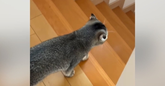 『寂しがり屋の猫』→飼い主といっしょに『家の中を移動』していると…あまりにも尊い光景が32万再生「笑顔になっちゃうね」「本当かわいい」