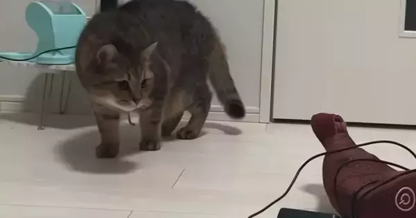 マッサージ器が大嫌いな猫→『高速パンチ』を打ち出したと思ったら…『予想外の光景』に反響「めちゃめちゃ可愛いｗ」「そろ～りそろ～りｗ」