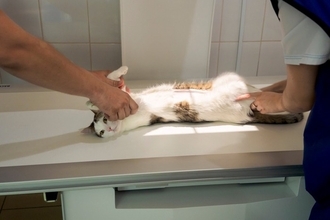 猫の『レントゲン検査』に関する4つの知識　撮影してわかることや必要になるケースを解説