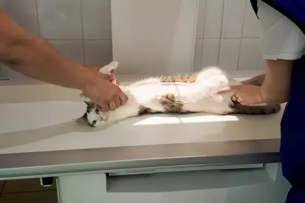 猫の『レントゲン検査』に関する4つの知識　撮影してわかることや必要になるケースを解説