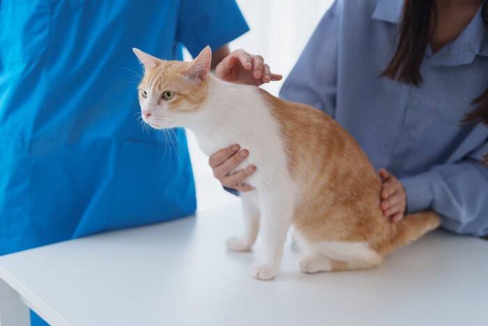 猫の『レントゲン検査』に関する4つの知識　撮影してわかることや必要になるケースを解説