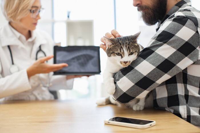 猫の『レントゲン検査』に関する4つの知識　撮影してわかることや必要になるケースを解説