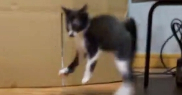 子猫が『やんのかステップ』を始めたと思ったら…予想外すぎる『かわいい動き』に1万いいね「なんか違うｗ」「猛練習してる最中ニャ」