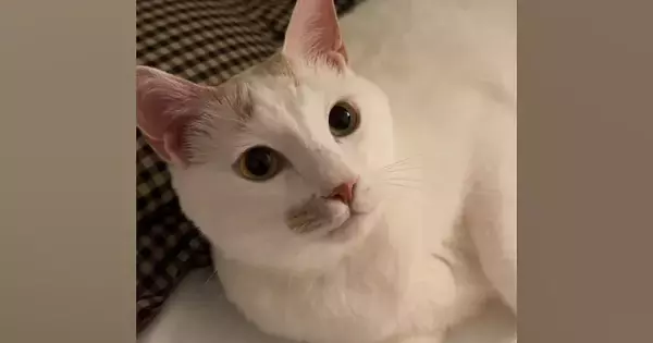 先にベッドに向かって、飼い主を待っていた猫…とんでもなく尊い『就寝前のルーティン』が45万再生「むしろ待ちたい」「愛しすぎるぅぅ」