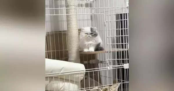 ケージの中で『ちょこんと座る猫』→眠かったようで…あまりにも可愛らしい様子に癒される人が続出「ぬいぐるみみたいｗ」「ふわふわだねｗ」
