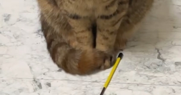 ドライヤーで髪を乾かしていると、『おもちゃを持ってきた猫』→表情を見ると…124万再生された光景に「全てが愛おしい」「健気だね」の声