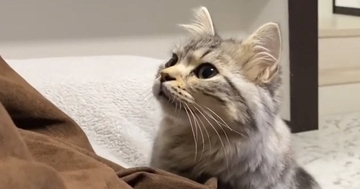 猫が『ごはん』という言葉を覚えた結果…飼い主が声をかけたときの『可愛すぎる反応』に「いっぱいあげたくなる」「たまらないねｗ」の声