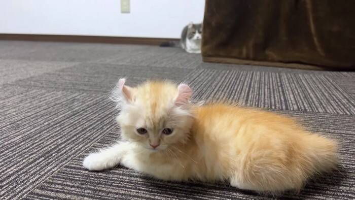 【名前が決まりました】黄金色の子猫ちゃん♡パパとの初対面！