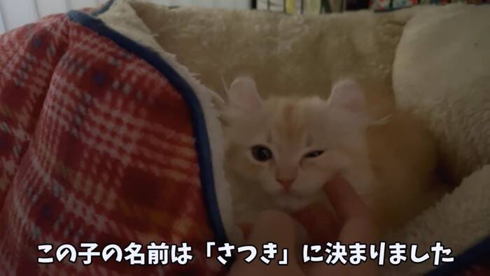 【名前が決まりました】黄金色の子猫ちゃん♡パパとの初対面！