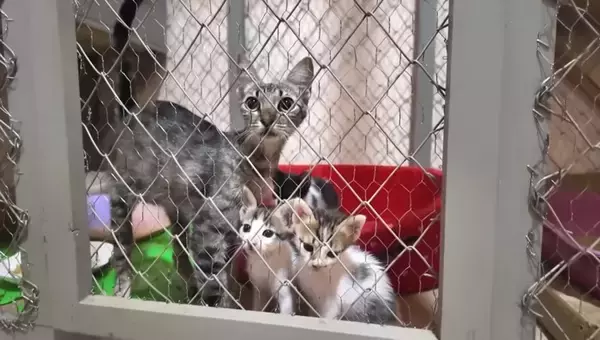 『38日間の育児記録』出産してガリガリに痩せてしまった猫→子育てを頑張る姿に感動の声続出「すごい」「とても若いのにいいお母さん」