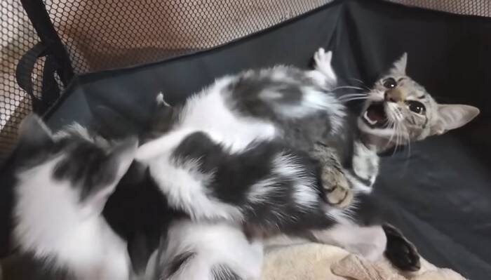 『38日間の育児記録』出産してガリガリに痩せてしまった猫→子育てを頑張る姿に感動の声続出「すごい」「とても若いのにいいお母さん」