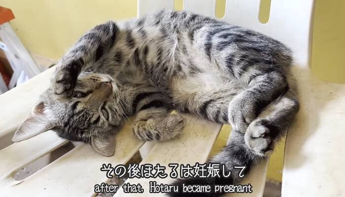 『38日間の育児記録』出産してガリガリに痩せてしまった猫→子育てを頑張る姿に感動の声続出「すごい」「とても若いのにいいお母さん」