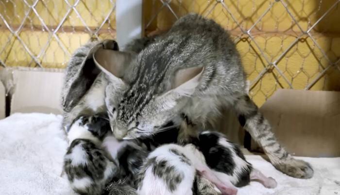 『38日間の育児記録』出産してガリガリに痩せてしまった猫→子育てを頑張る姿に感動の声続出「すごい」「とても若いのにいいお母さん」