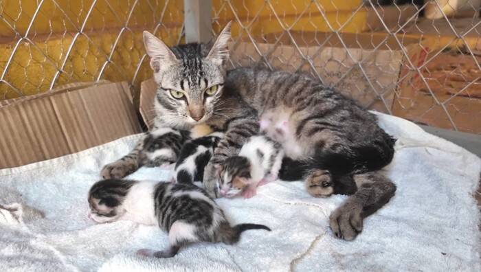 『38日間の育児記録』出産してガリガリに痩せてしまった猫→子育てを頑張る姿に感動の声続出「すごい」「とても若いのにいいお母さん」