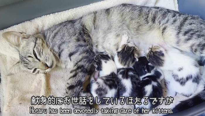 『38日間の育児記録』出産してガリガリに痩せてしまった猫→子育てを頑張る姿に感動の声続出「すごい」「とても若いのにいいお母さん」