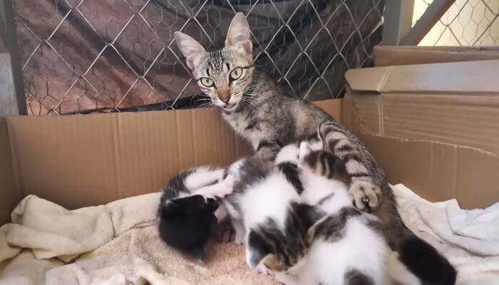 『38日間の育児記録』出産してガリガリに痩せてしまった猫→子育てを頑張る姿に感動の声続出「すごい」「とても若いのにいいお母さん」