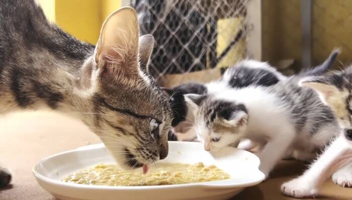 『38日間の育児記録』出産してガリガリに痩せてしまった猫→子育てを頑張る姿に感動の声続出「すごい」「とても若いのにいいお母さん」