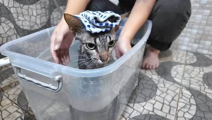 『38日間の育児記録』出産してガリガリに痩せてしまった猫→子育てを頑張る姿に感動の声続出「すごい」「とても若いのにいいお母さん」