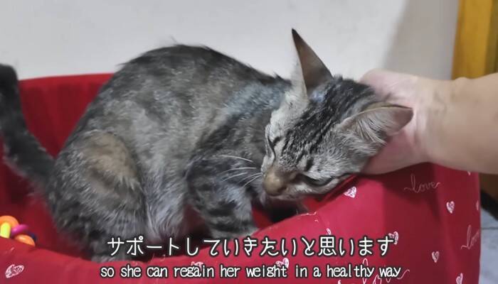 『38日間の育児記録』出産してガリガリに痩せてしまった猫→子育てを頑張る姿に感動の声続出「すごい」「とても若いのにいいお母さん」