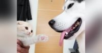『ハスキー犬に育てられた子猫』→４年後の様子を見てみると…種を超えた『愛』に感動の声「素敵な家族」「優しさが伝わる」と66万再生