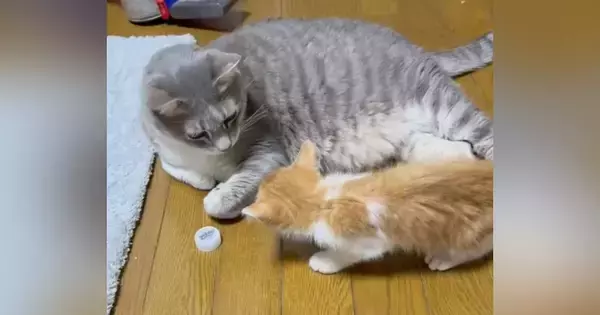 横になっていた先住猫→子猫が襲いかかってきた結果…想像を超える『可愛すぎる光景』が39万再生「尊いｯｯｯｯ」「思わず声が出た」