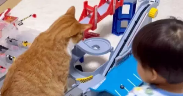 トミカに興味津々な猫→じっと眺めていると…男の子大爆笑の『まさかの展開』が646万再生「腹渋滞ｗｗ」「せっかく自動なのにｗ」