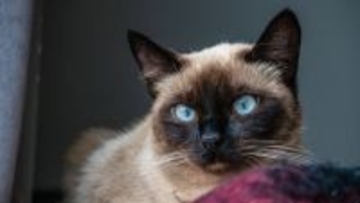 『王族』に選ばれ愛された猫種4種　特徴や魅力から共通していた条件まで