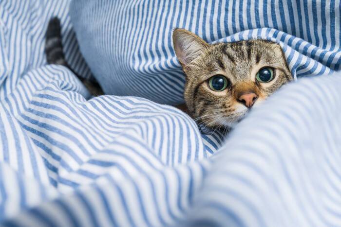 猫の長生きにつながる『寝床』の条件5つ　良い睡眠がもたらす効果や環境の整え方まで